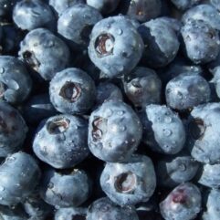 Organic Blueberries!