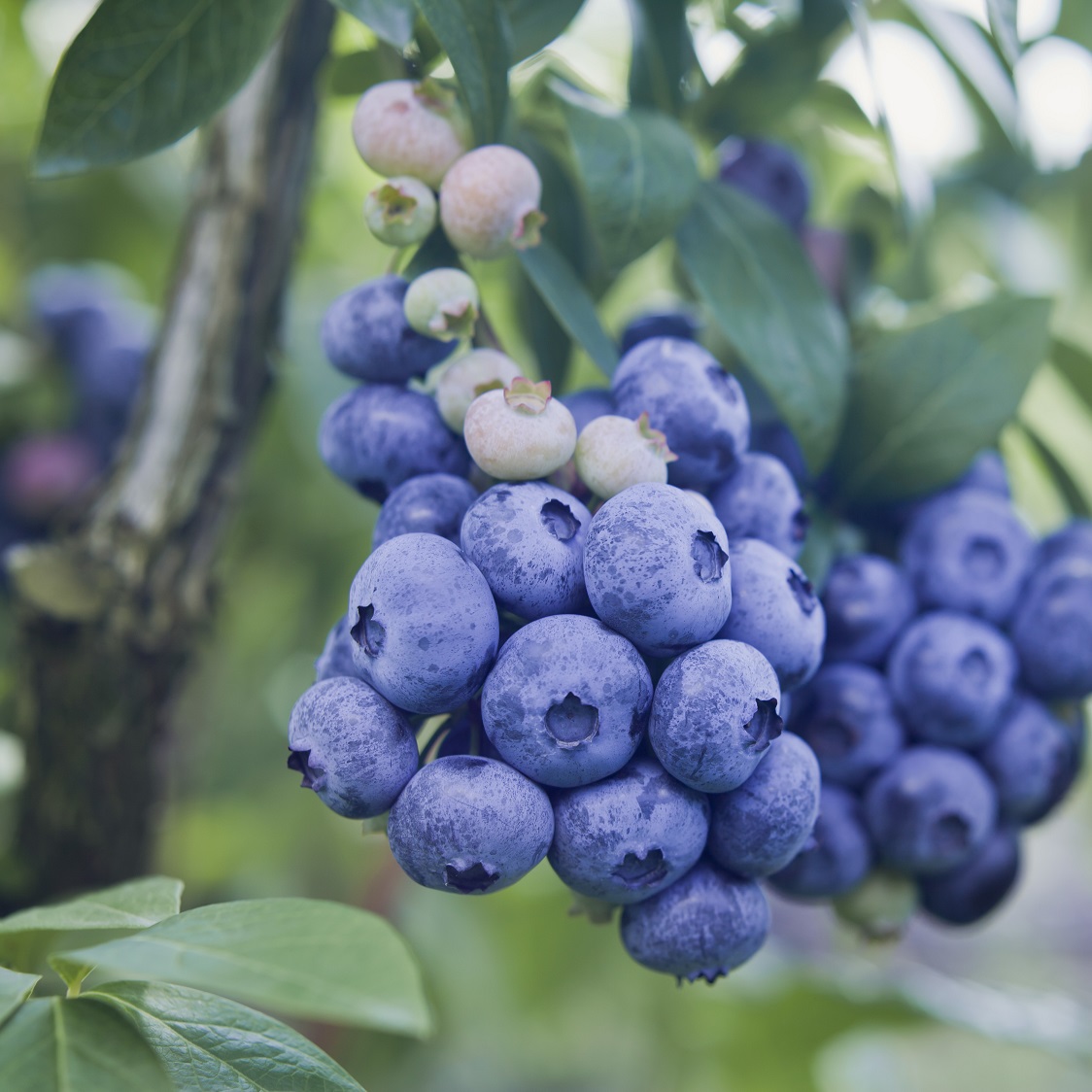 Highbush Blueberry Hedge