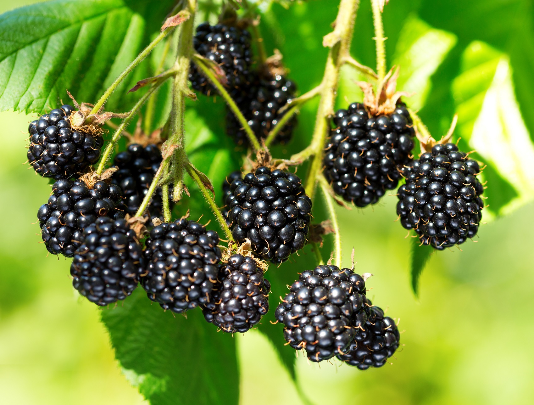 Blackberry Fruit / Triple Crown Blackberry 2 Gallon Backyard Berry ...