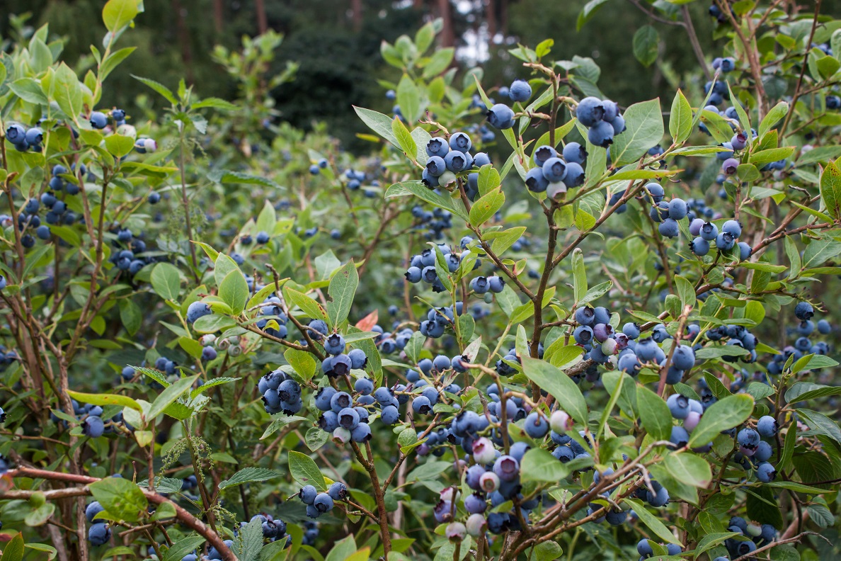 Northland Highbush Organic Blueberry Plant Backyard Berry Plants