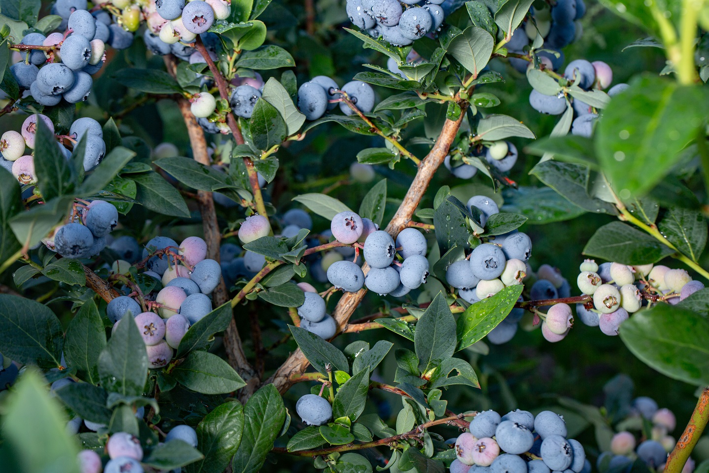 Aurora Highbush Organic Blueberry Plant Backyard Berry Plants
