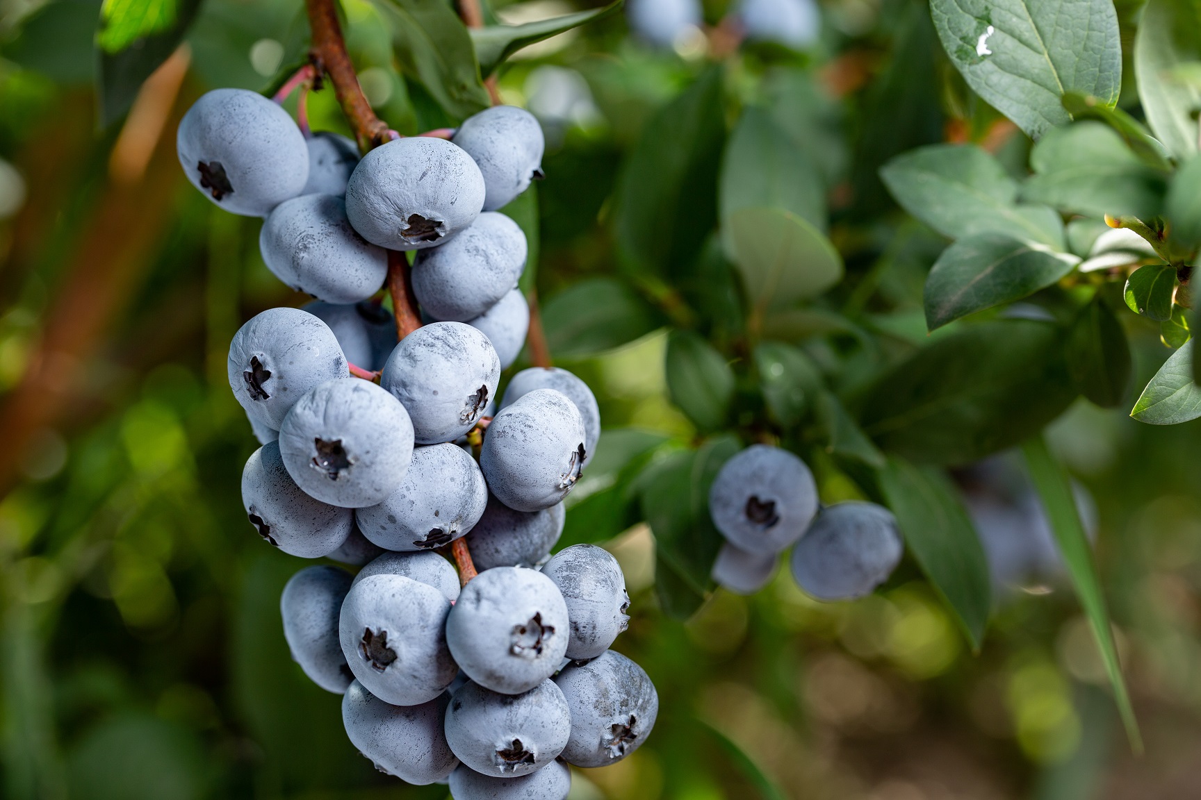 chandler highbush organic blueberry plant