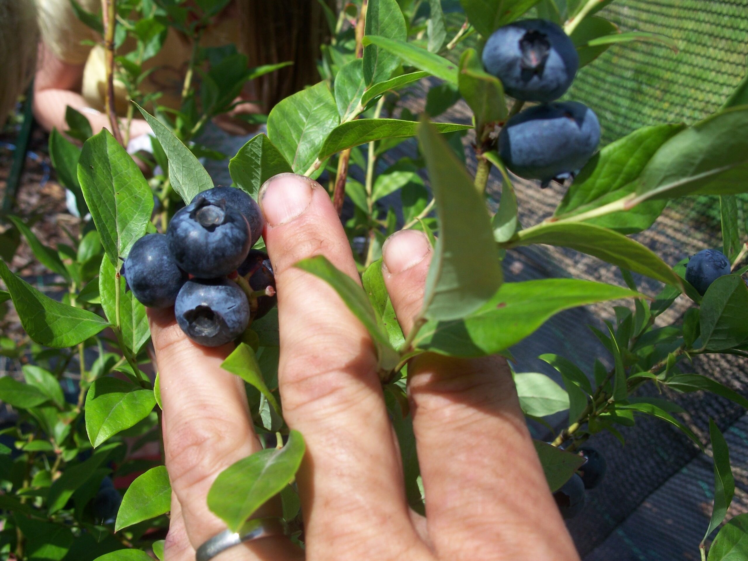elizabeth heirloom highbush organic blueberry plant