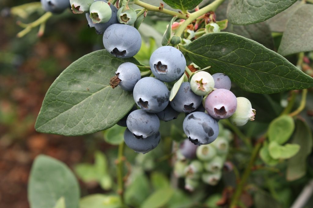 Sharpblue Southern Highbush Organic Blueberry Plant