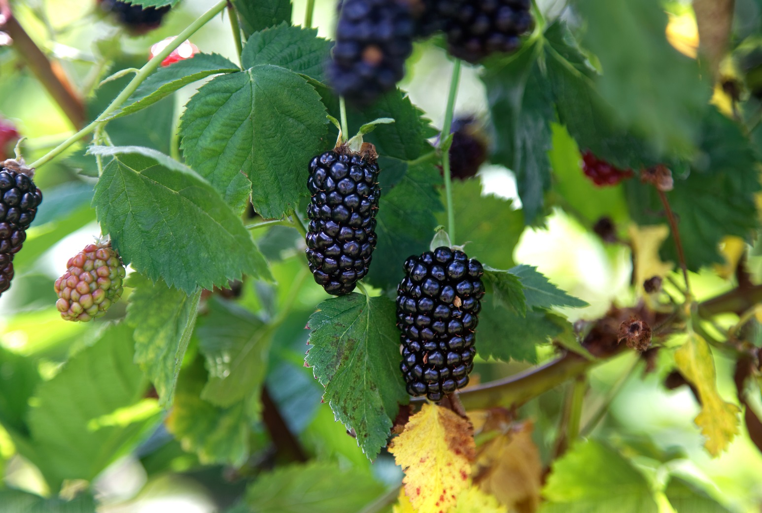 2.5 Qt. Bushel and Berry® Blackberry 'Baby Cakes' Live Fruiting Shrub with  Full Sun-1 Piece - Walmart.com