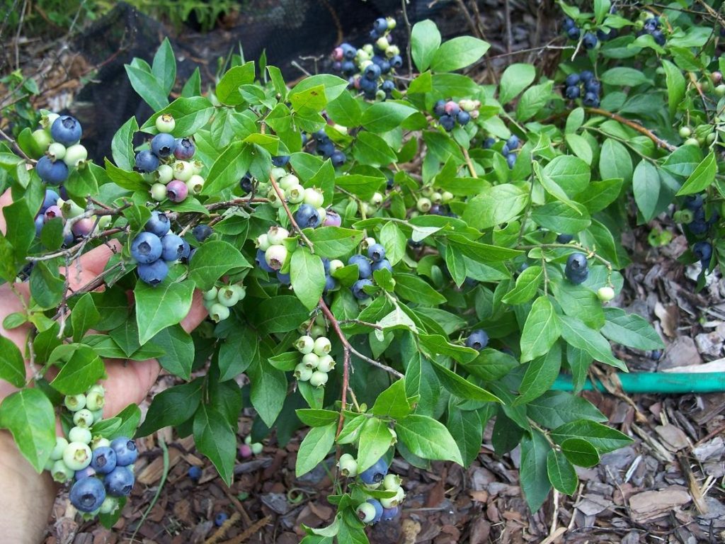 North Sky Lowbush Organic Blueberry Plant Backyard Berry Plants