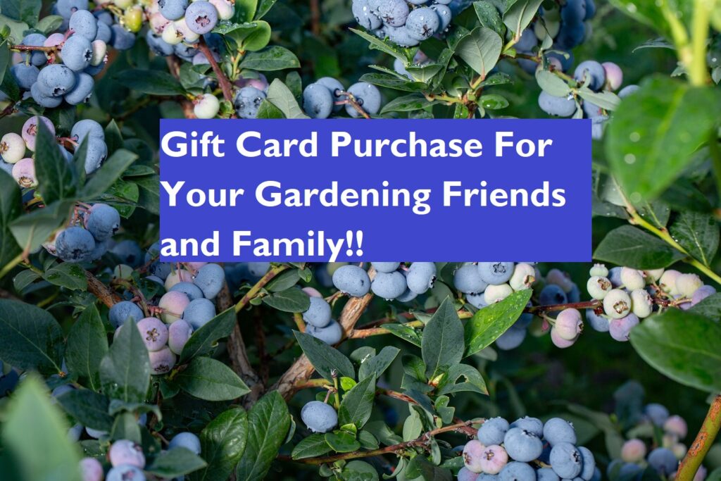 Gift Card Backyard Berry Plants