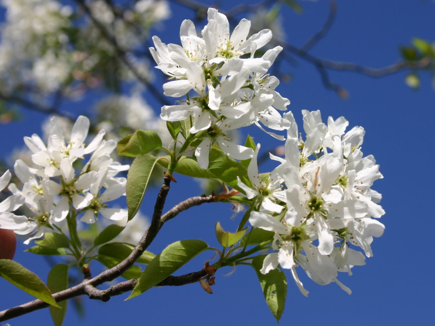 Какое дерево цветет белым. Amelanchier laevis. Ирга Ламарка цветение. Ирга канадская (Amelanchier canadensis). Ирга Ламарка балерина.