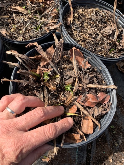 Potted Comfrey, March 2021