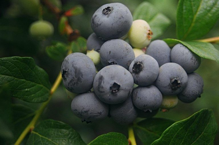 Powder Blue Blueberry Bushes for Sale at Arbor Day's Online Tree