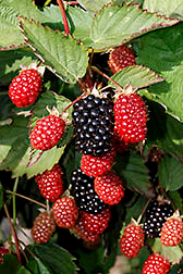 Organic Twilight Blackberry