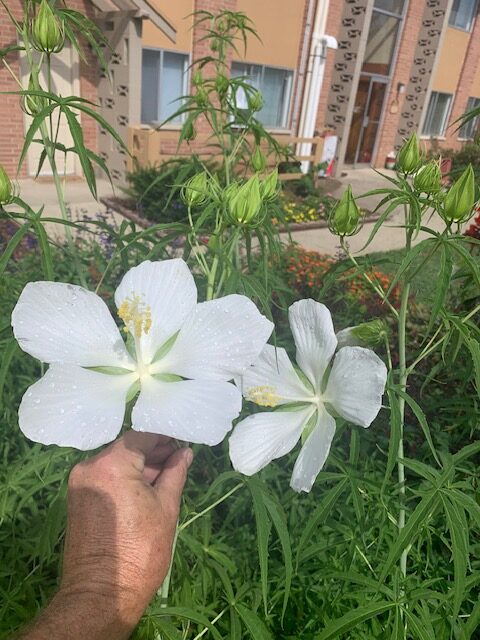 Native Texas Star Certified Organic perennial collection - Image 5