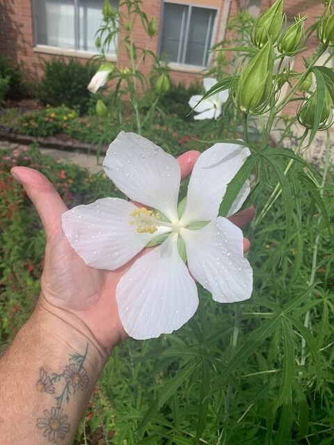 Native Texas Star Certified Organic perennial collection - Image 6