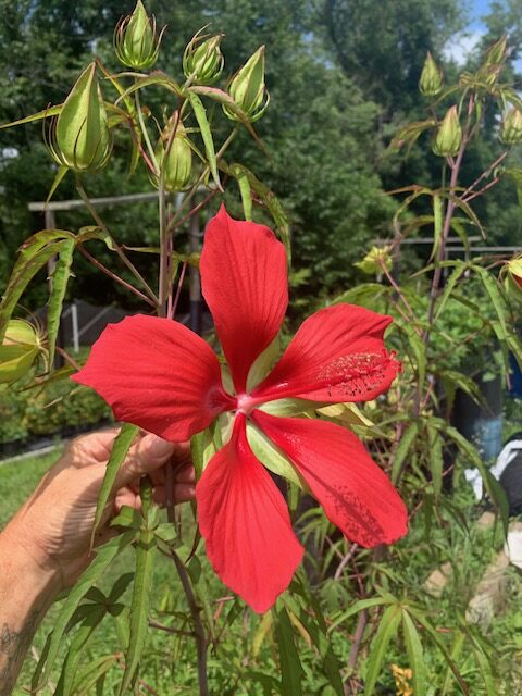 Native Texas Star Certified Organic perennial collection - Image 7