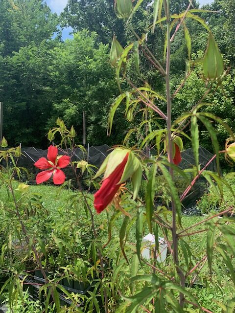 Native Texas Star Certified Organic perennial collection - Image 4