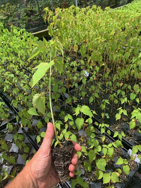 32 cell plug red version