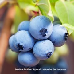 Avonblue Southern Highbush Organic Blueberry Plant
