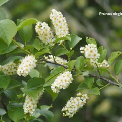 Prunus virginiana organic plant (American  chokecherry)